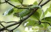 leguan-zeleny--iguana-iguana-4.jpg