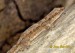 gekon--hemidactylus-leschenaulti.jpg